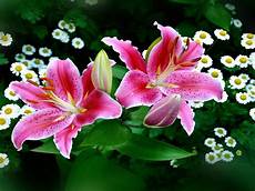 Water Lily