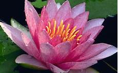 Water Lily