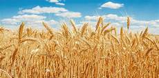 Wheat Bran