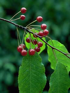 White cherry jam