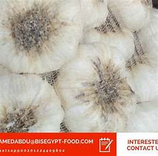White Garlic Suppliers