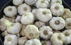 White Garlic Suppliers