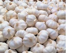White Garlic Suppliers