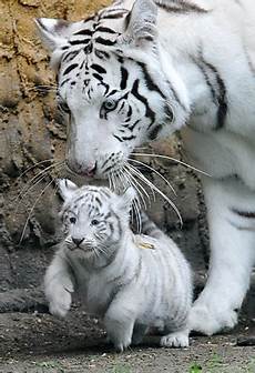 White Tiger Cubs