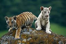 White Tiger Cubs