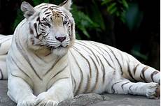 White Tiger Cubs