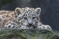 White Tiger Cubs