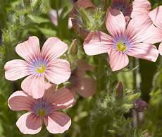 Wild Flowers