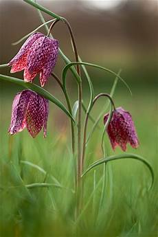 Wild Flowers