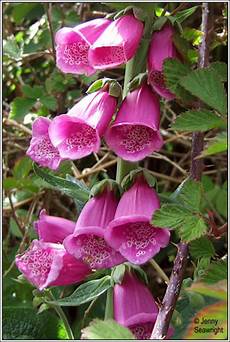 Wild Flowers