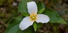 Wild Flowers