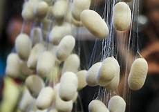 Wool Fiber