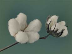 Yarn Cotton