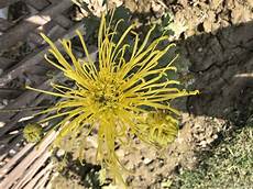 Yellow Chrysanthemum