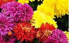 Yellow Chrysanthemum