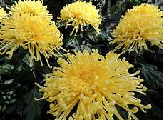 Yellow Chrysanthemum