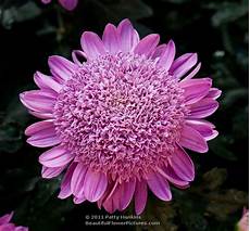Yellow Chrysanthemum