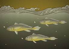 Yellow Croaker
