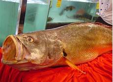 Yellow Croaker