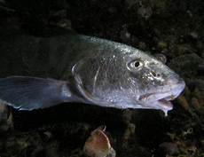 Yellow Croaker