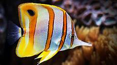 Yellow Dusters