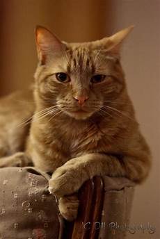 Yellow Ginger
