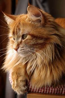 Yellow Ginger
