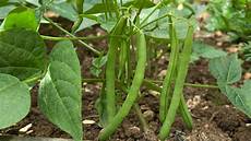 Yellow Kidney Beans
