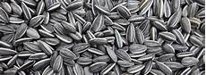 Yellow Maize Seeds