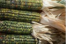 Yellow Maize