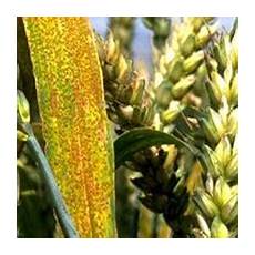 Yellow Maize