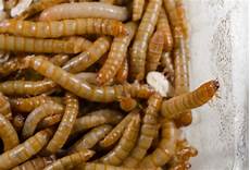 Yellow Mealworm