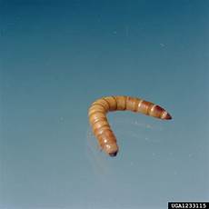 Yellow Mealworm