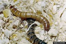 Yellow Mealworm