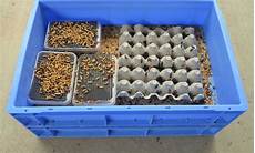Yellow Mealworm