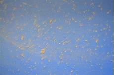 Yellow Mealworm