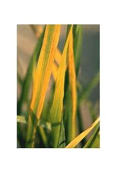 Yellow Millet