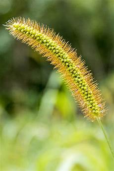 Yellow Millet