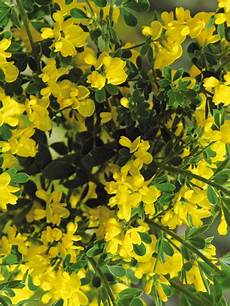 Yellow Pea