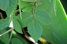 Yellow Pea