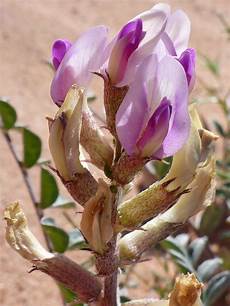 Yellow Pea