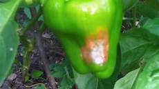 Yellow Pepper