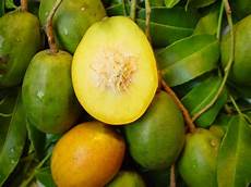 Yellow Pepper