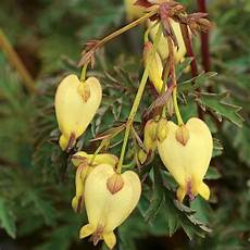 Yellow Sulphur