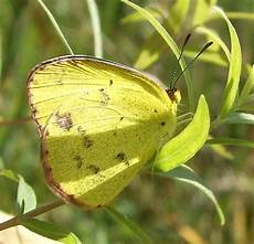 Yellow Sulphur