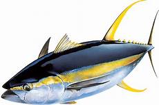 Yellowfin Tuna