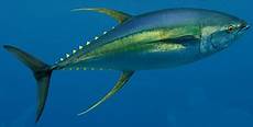 Yellowfin Tuna