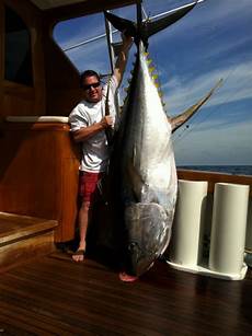 Yellowfin Tuna