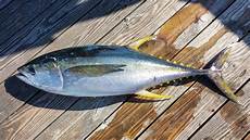 Yellowfin Tuna