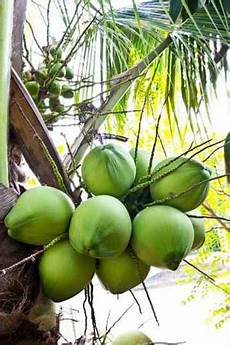 Young Coconut
